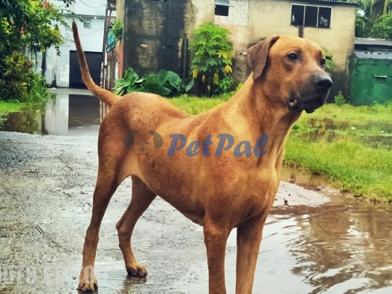 Rhodesian Ridgeback - PetPal.lk: Pet Classified Sri Lanka | Buy & Sell ...