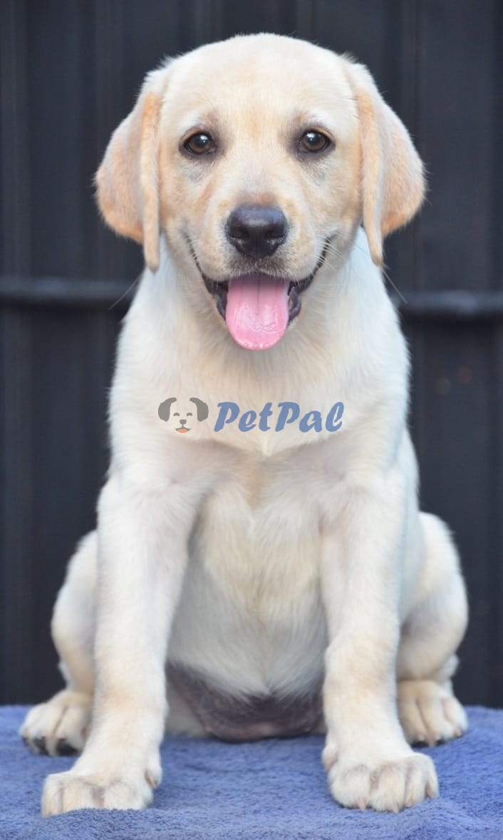 Labrador Puppies Available PetPal.lk Pet Classified Sri Lanka Buy
