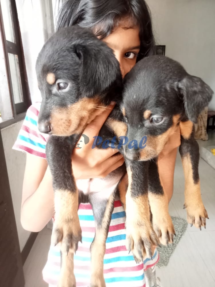 4 week old Doberman puppies for sale PetPal.lk Pet Classified Sri