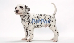 Dalmatian Puppy