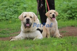 Labrador Dog for Crossing CKC / KASL
