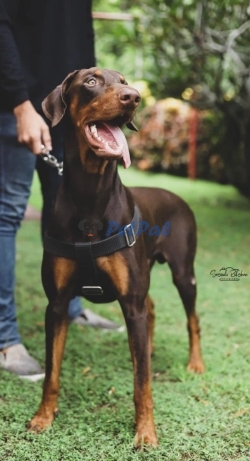 Doberman puppies 