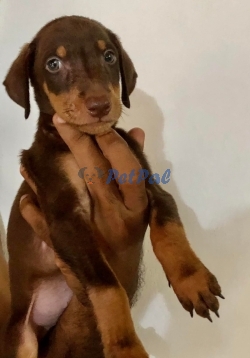 Doberman puppies 