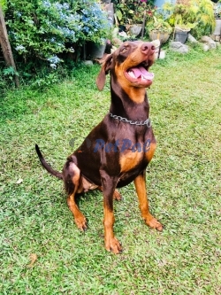 Doberman puppies 