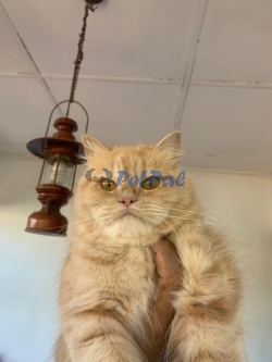 Pure Breed Persian Cats 