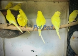 Love birds for sale 