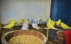 Love birds for sale 