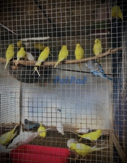 Love birds for sale 