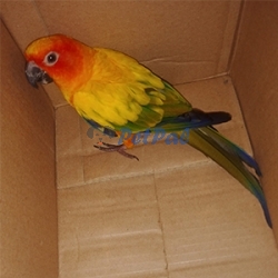 Sun corner Bird