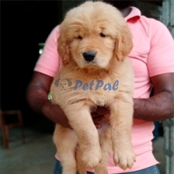 Golden Retriever Puppy