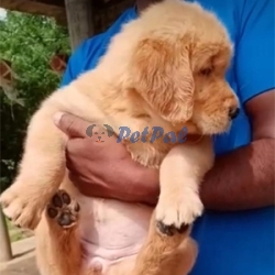 Golden Retriever Puppy
