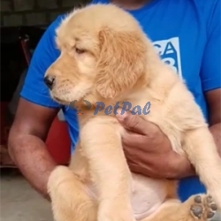 Golden Retriever Puppy