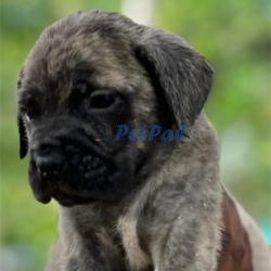 Bullmastiff Puppies