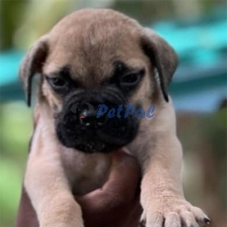 Bullmastiff Puppies