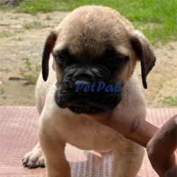 Bullmastiff Puppies