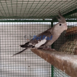 WF female bird - PetPal.lk: Pet Classified Sri Lanka | Buy & Sell Pets ...